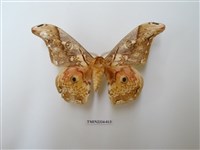 藏品(大綠目天蠶蛾)的圖片